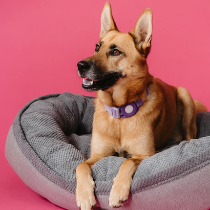Chester & Lee | Furry Bagel Dog Bed