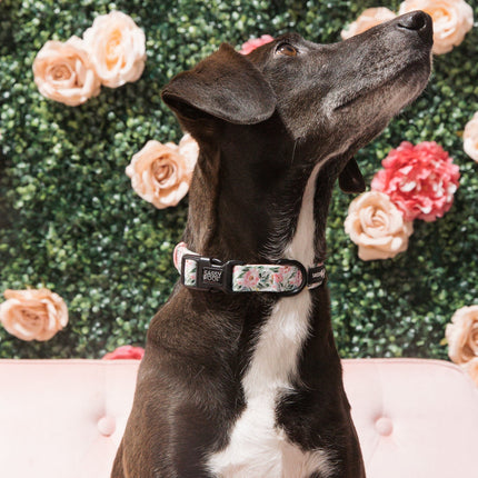 Dog Collar - Magnolia