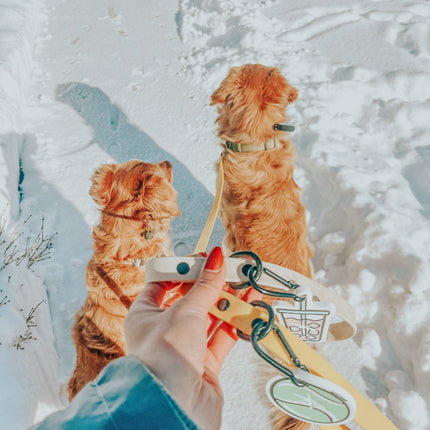 Dog Waterproof Leash - Yellow