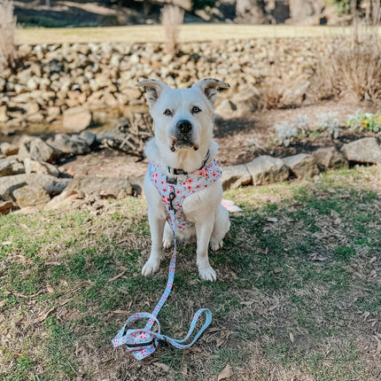 Dog Collar - Sakura