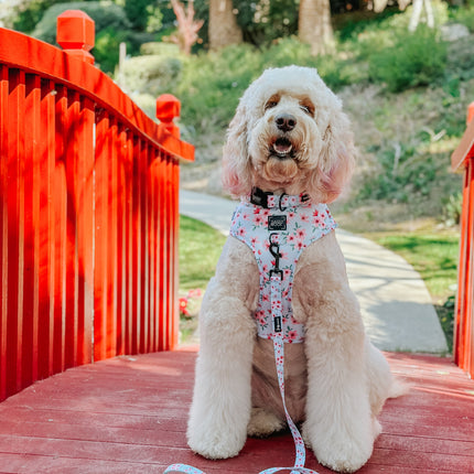 Dog Collar - Sakura