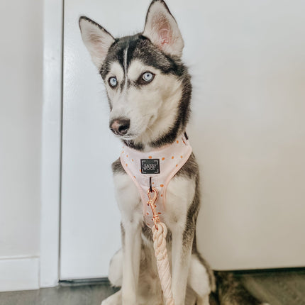 Dog Rope Leash - Pearly