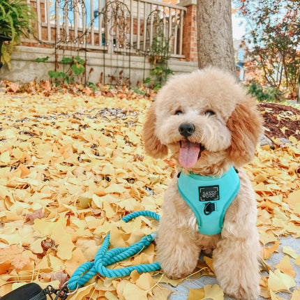 Dog Rope Leash - Neon Blue