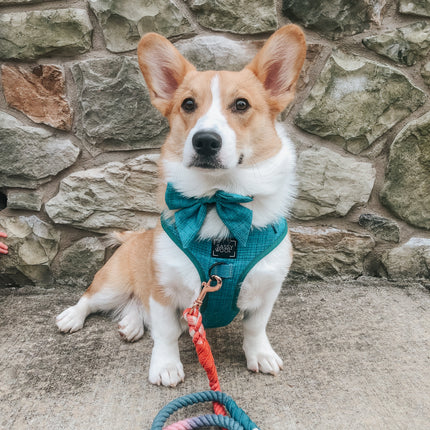 Dog Rope Leash - Jack & Jill