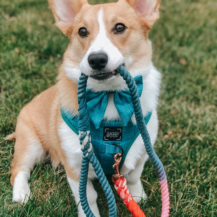 Dog Rope Leash - Jack & Jill