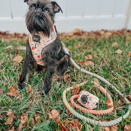 Dog Rope Leash - Honeydew