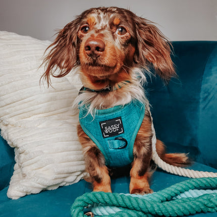 Dog Rope Leash - Ombre Teal