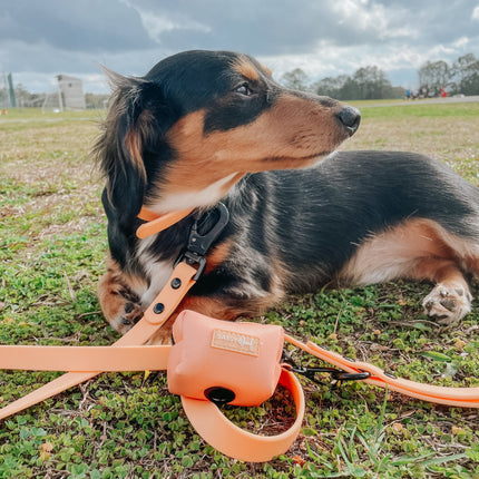 Dog Waterproof Leash - Orange