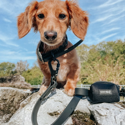 Dog Waterproof Leash - Black