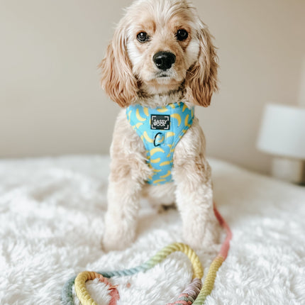 Dog Rope Leash - Fiesta