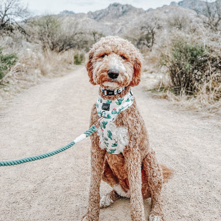 Dog Rope Leash - Amazon