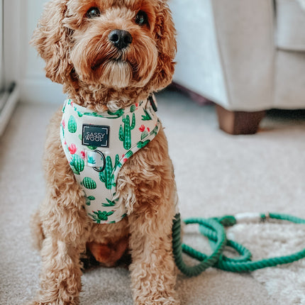 Dog Rope Leash - Amazon