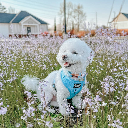 Dog Collar - Blumond