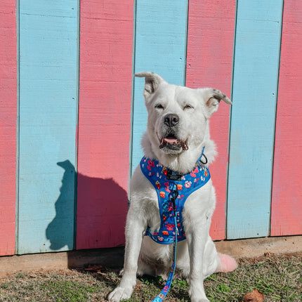 Dog Adjustable Harness - Blue's Clues™