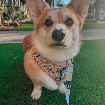 Dog Adjustable Harness - Good Duck, Babe!