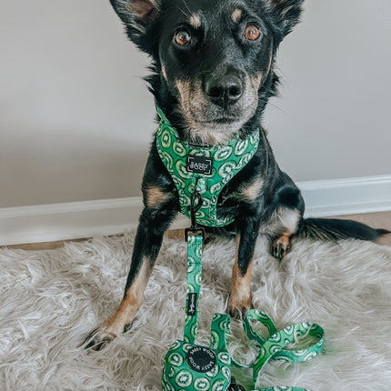 Dog Collar - Kiwi Krazy