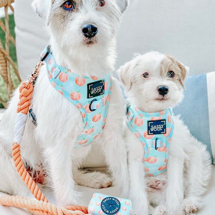 Dog Rope Leash - Clementine