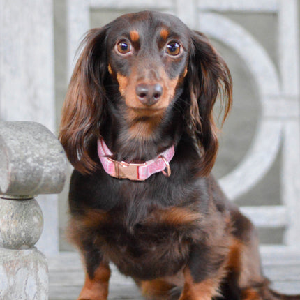 Dog Collar - Dolce Rose
