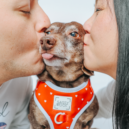 Dog Adjustable Harness - Little Love
