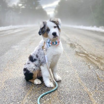 Dog Rope Leash - Dandy