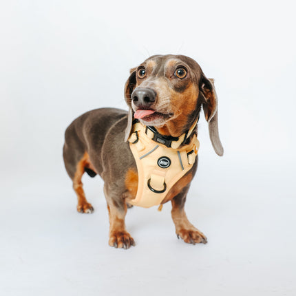 Dog Collar - Daffodil