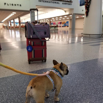 Mr. Peanut's Gold Series Standard Size Airline Compliant Pet Carrier