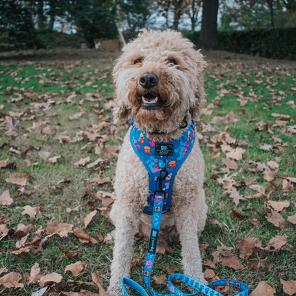 Dog Adjustable Harness - Blue's Clues™