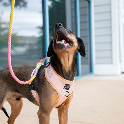 Dog Rope Leash - Fiesta
