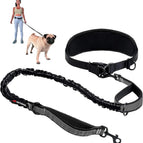 One - Small/Medium Dog (20-45 Pounds)