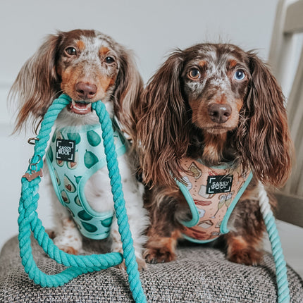 Dog Rope Leash - Ombre Teal