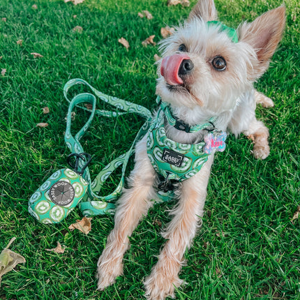 Dog Collar - Kiwi Krazy