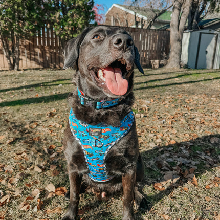 Dog Collar - Hot Wheels™