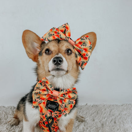 Dog Collar - Mango Tango