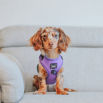 Dog Adjustable Harness - Neon Purple