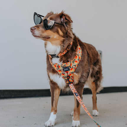 Dog Collar - Mango Tango