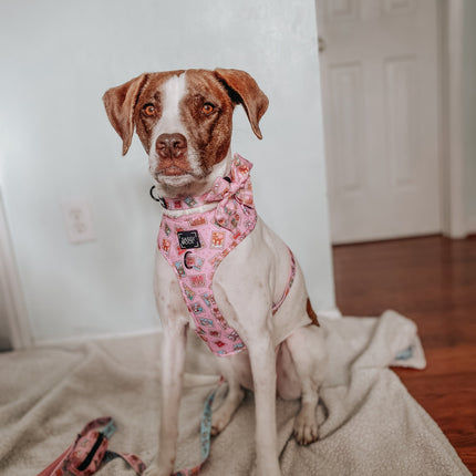 Dog Collar - Out of Office