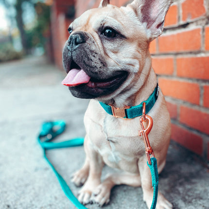 Dog Collar - Napa