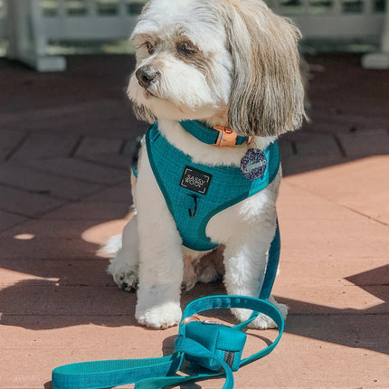 Dog Collar - Napa