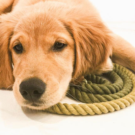Dog Rope Leash - Ombre Olive
