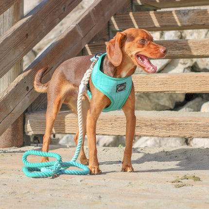 Dog Rope Leash - Ombre Teal