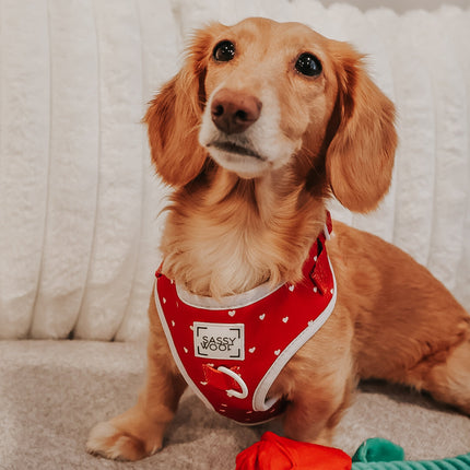Dog Adjustable Harness - Little Love
