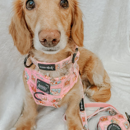 Dog Collar - Out of Office
