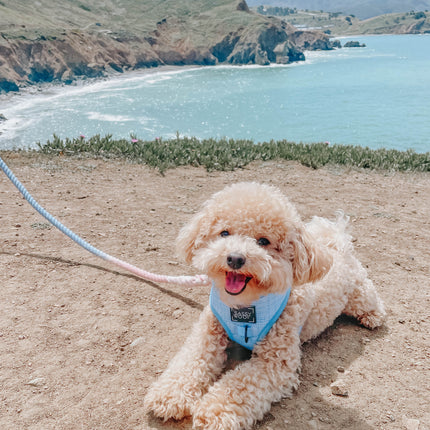 Dog Rope Leash - Peony