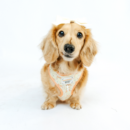 Dog Adjustable Harness - Pompompurin™