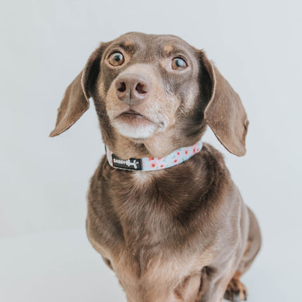 Dog Collar - Sakura