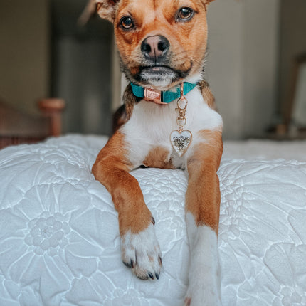 Dog Collar - Napa