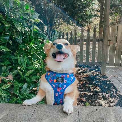 Dog Adjustable Harness - Blue's Clues™