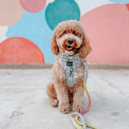 Dog Rope Leash - Fiesta