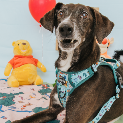 Dog Step-in Harness - Disney's Winnie the Pooh