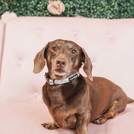 Dog Collar - Magnolia
